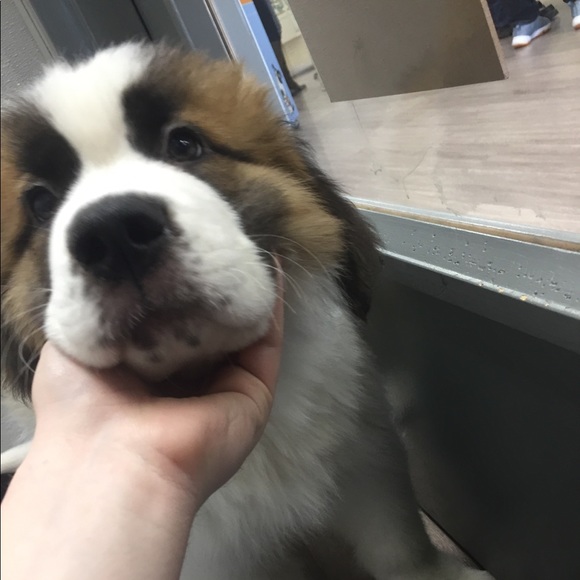 Meet your Posher, Bryce - Picture 1 of 1